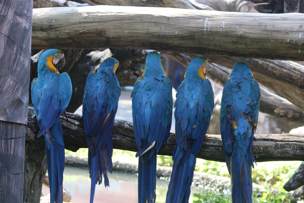 a group of blue birds