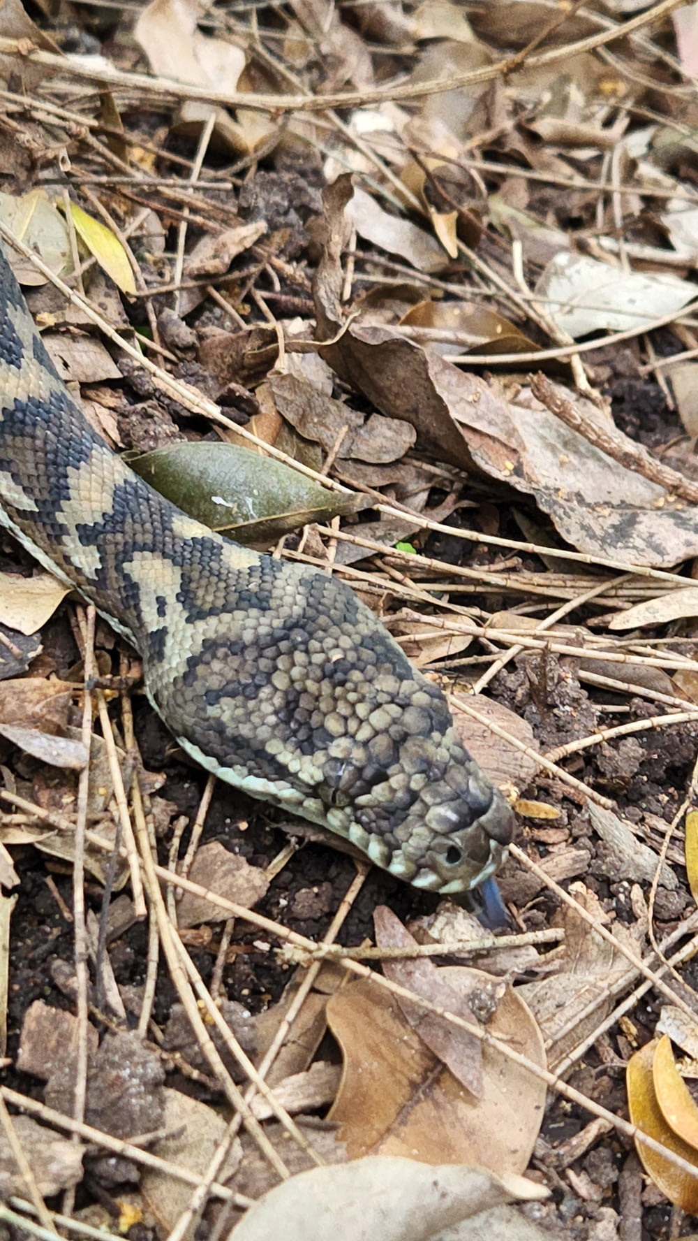 a snake on the ground
