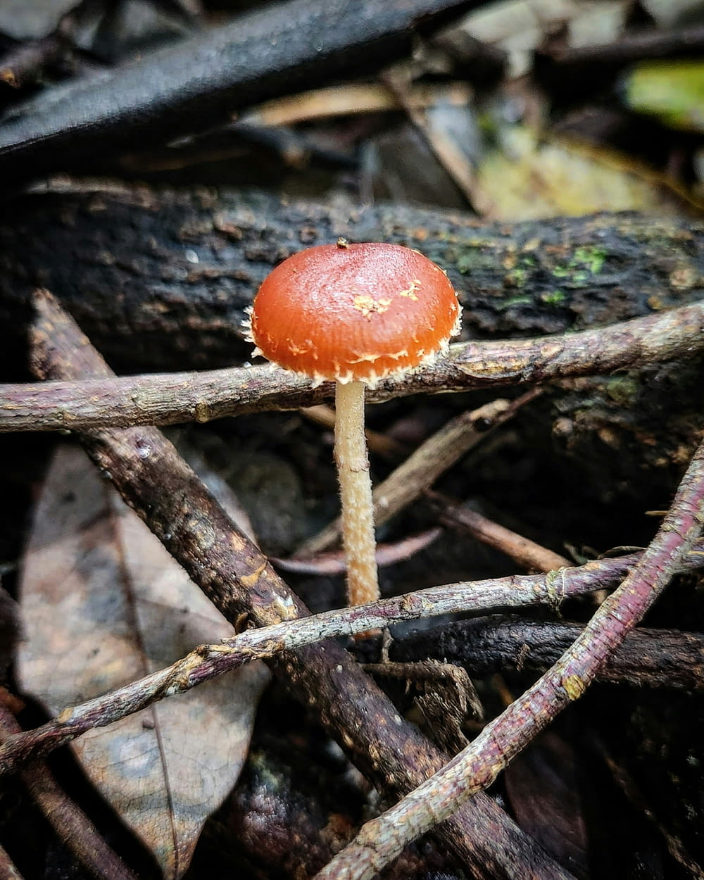 a red mushroom on a branch