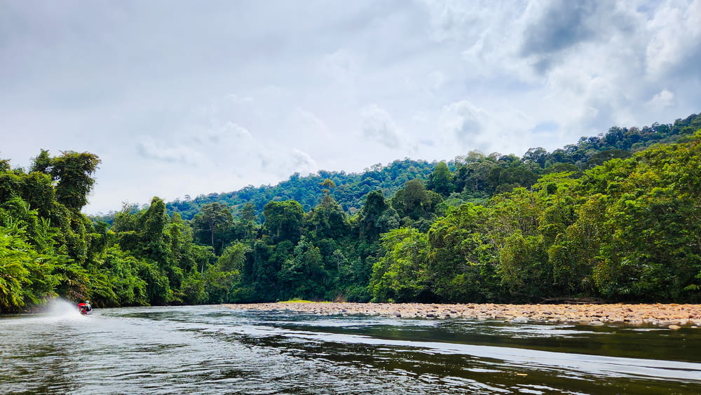 una persona in un kayak in un fiume con alberi sul lato