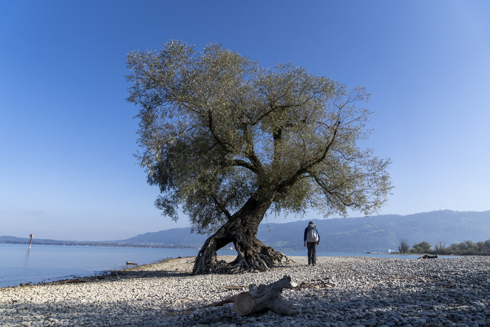 a person standing next to a tree on a beach