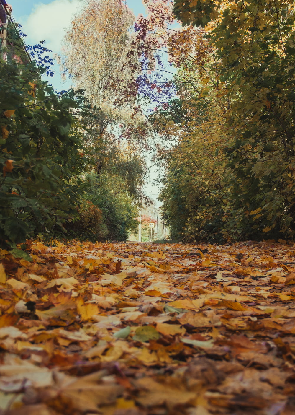 a path with fallen leaves