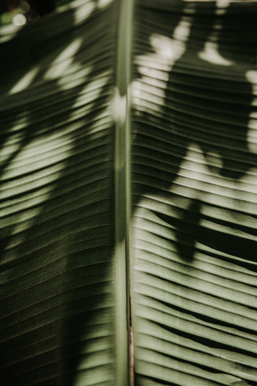 um close up de um bambu