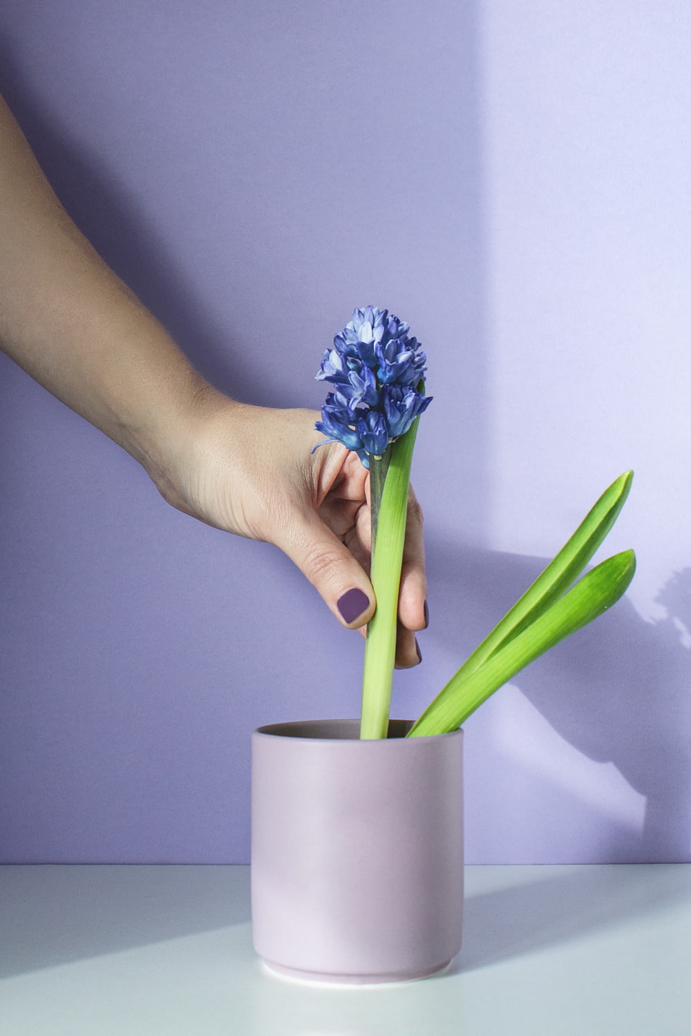 a hand holding a blue flower