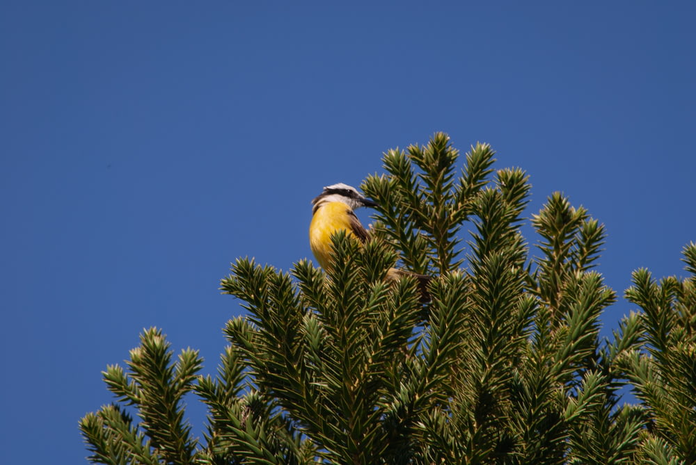 a bird sitting on a tree