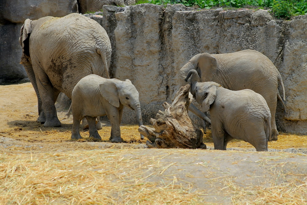 Eine Gruppe Elefanten steht nahe beieinander