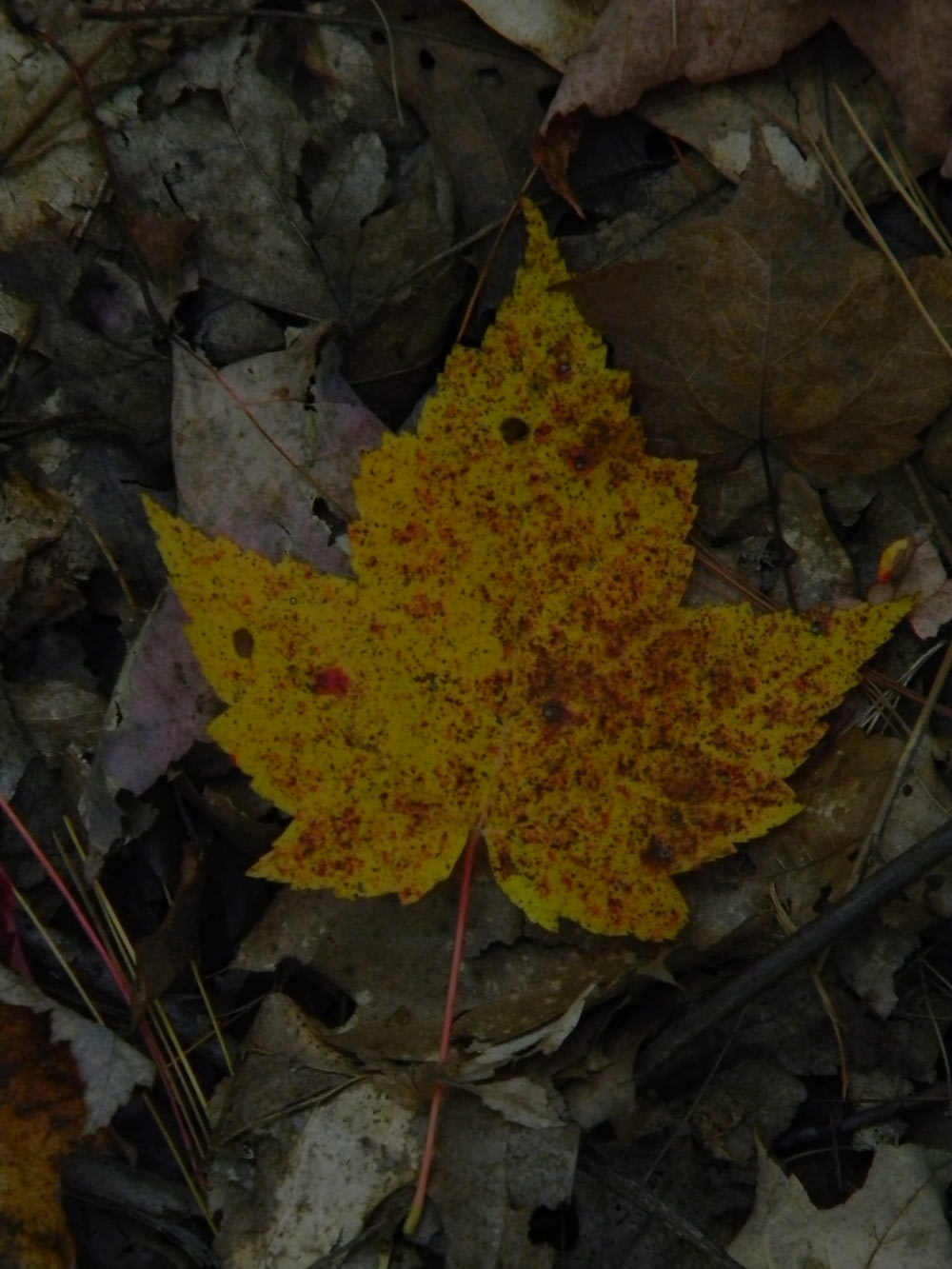 a yellow leaf on the ground