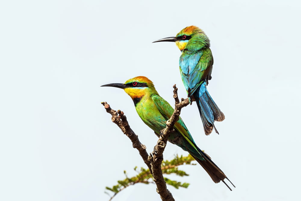 a couple of birds on a branch