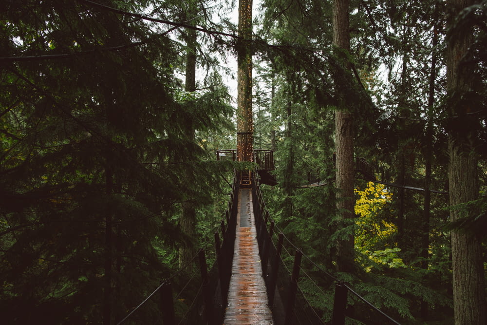 Un ponte di legno nel bosco