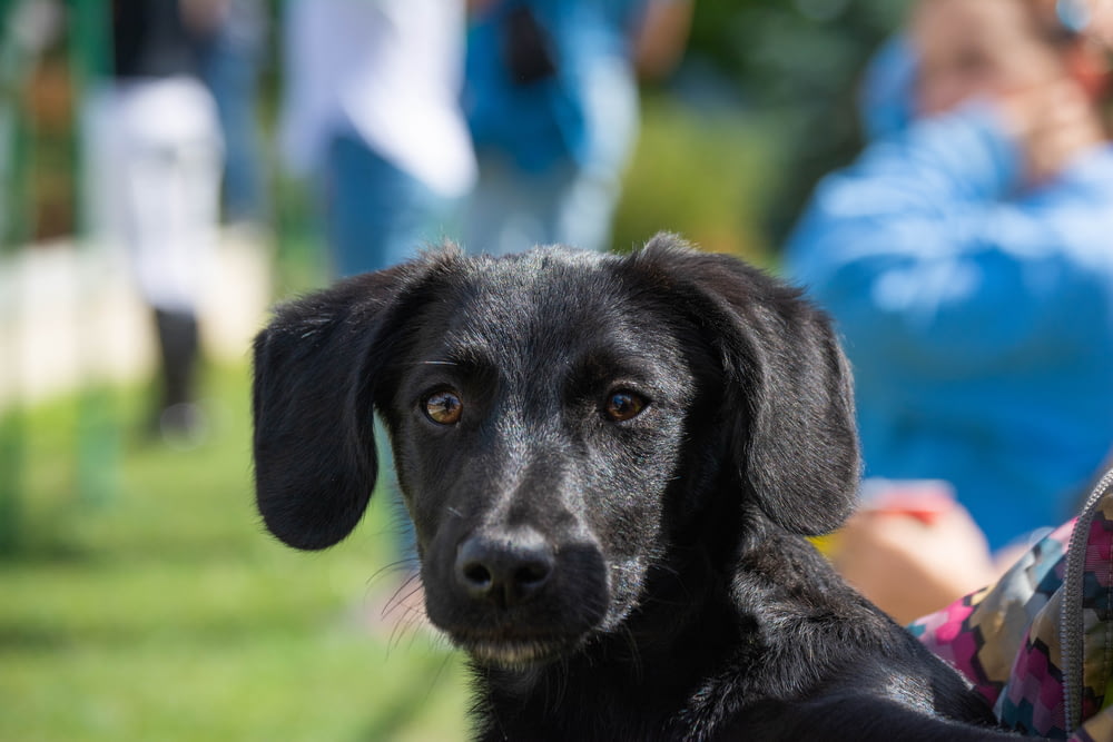 a black dog with a person in the background