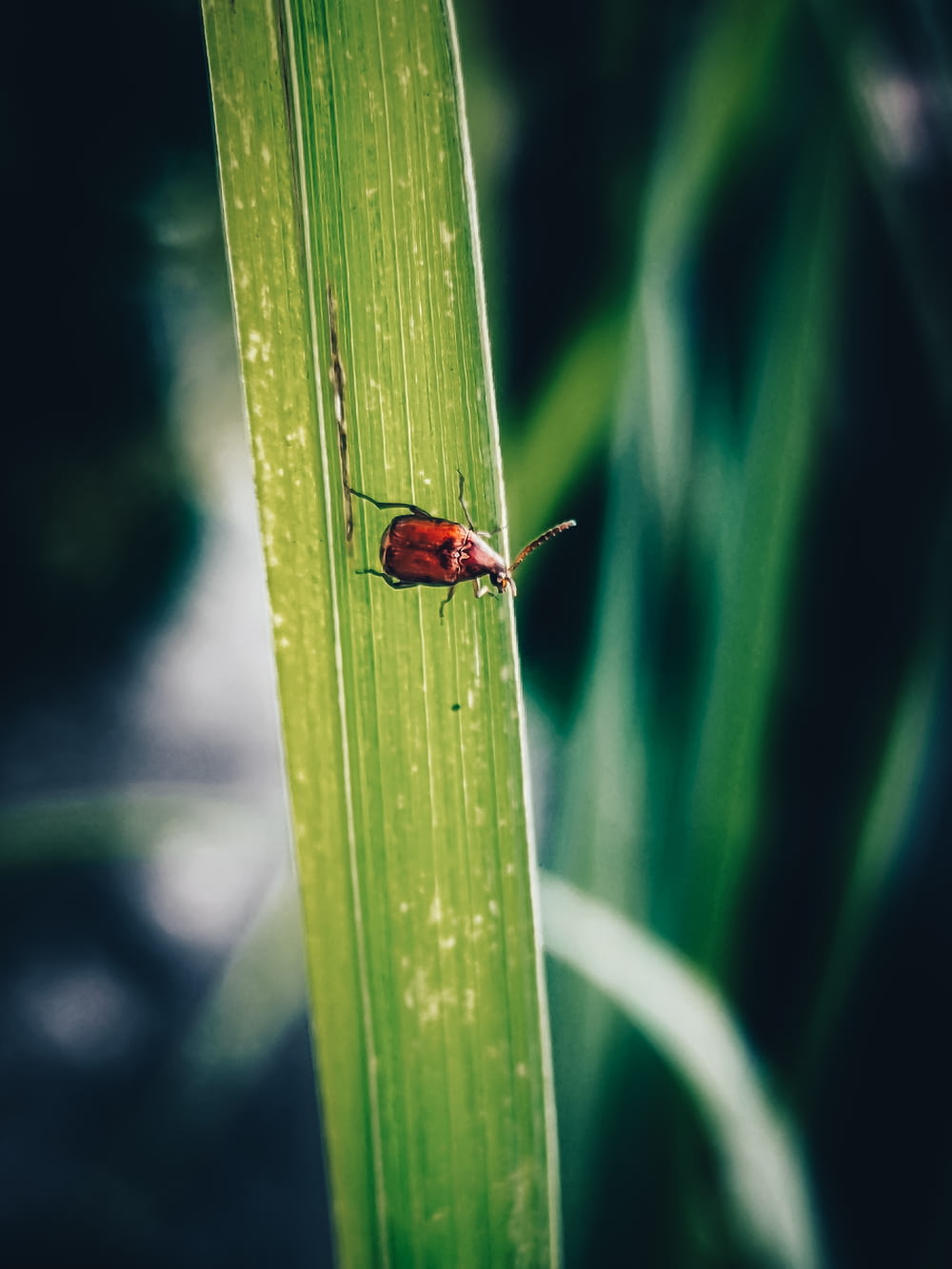 a red bug on a green leaf