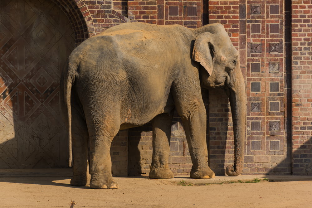 an elephant standing in front of a brick wall