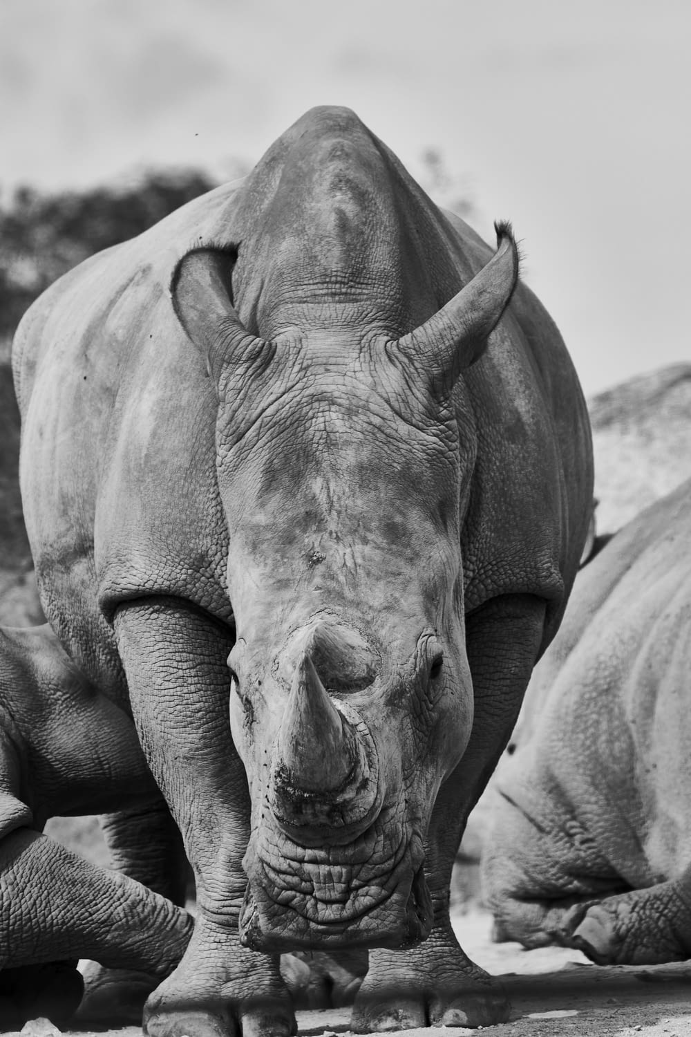 a close-up of a rhino