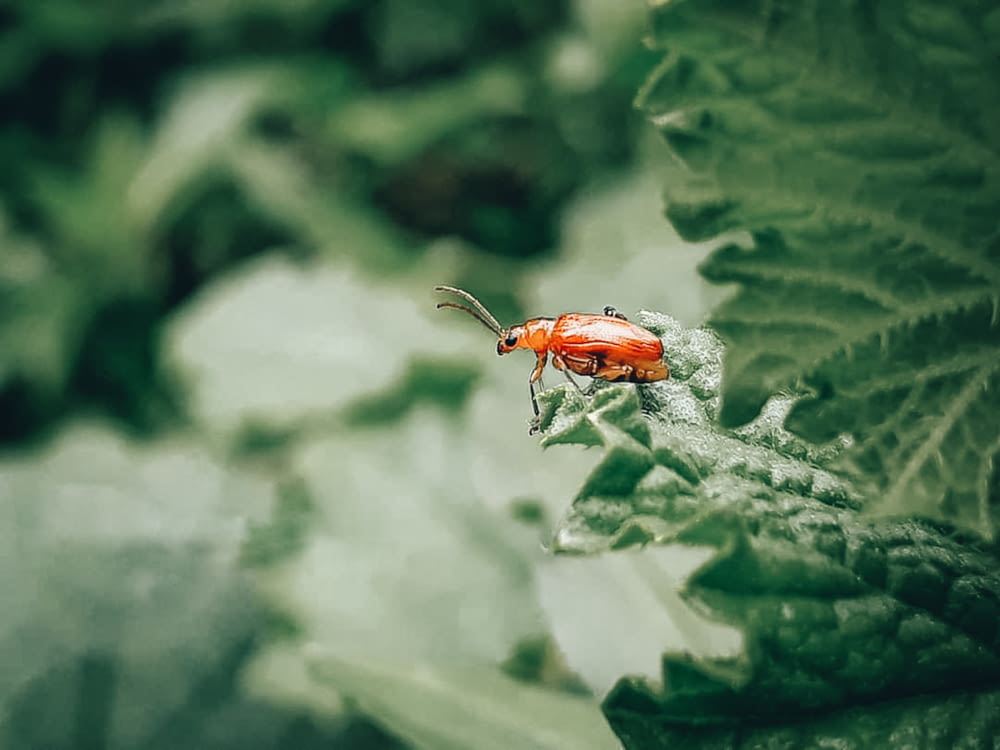 a red and white bug on a leaf