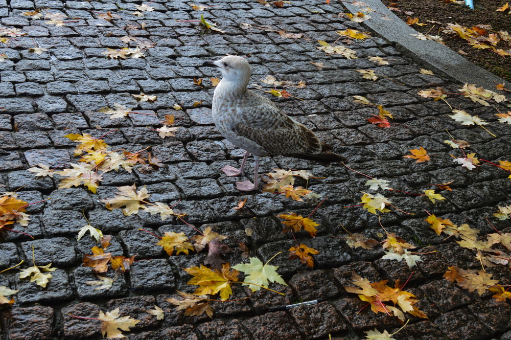 a bird standing on a sidewalk