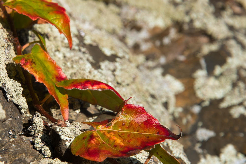 a close-up of a red leaf on a rock