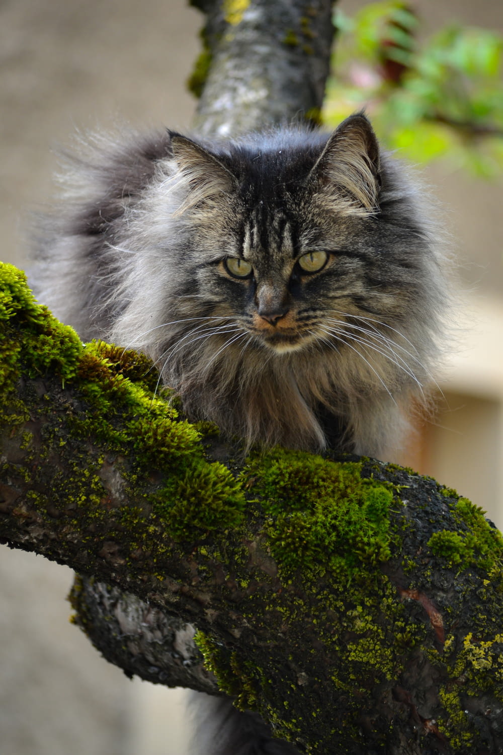 나뭇가지에 앉아 있는 고양이
