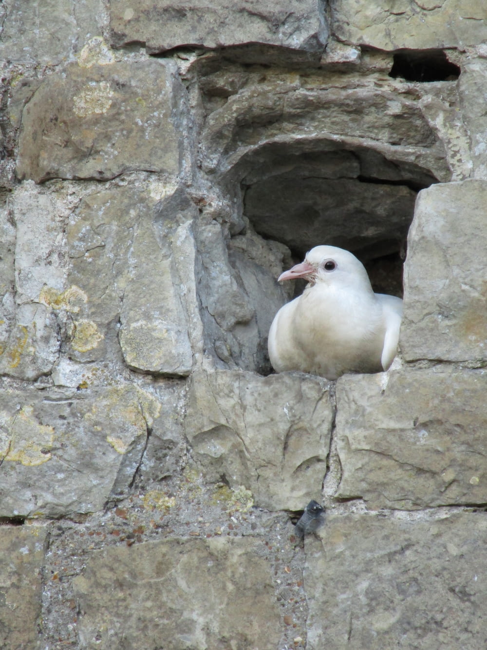 Un pájaro sentado en una roca