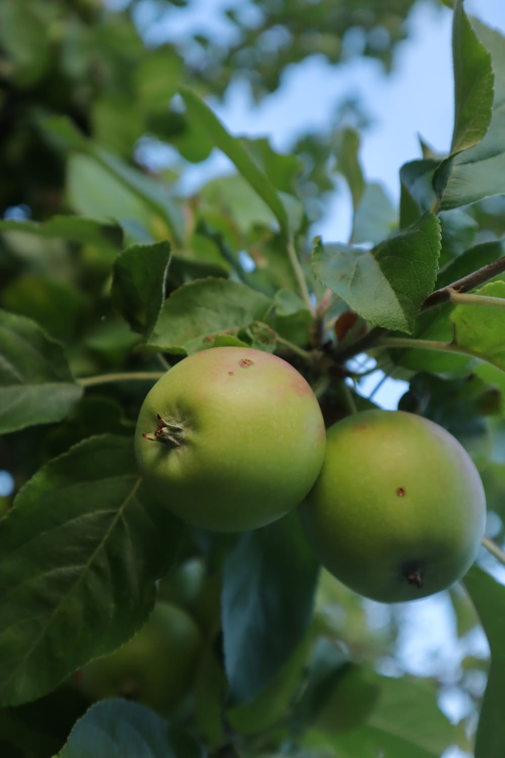 a group of green apples on a tree