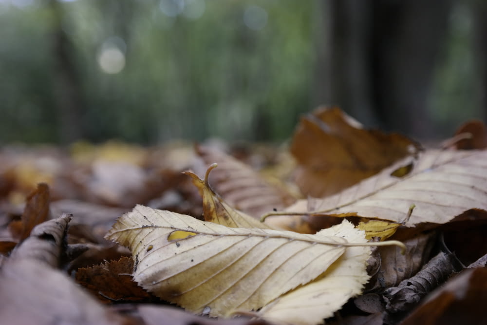 a close up of a pile of leaves