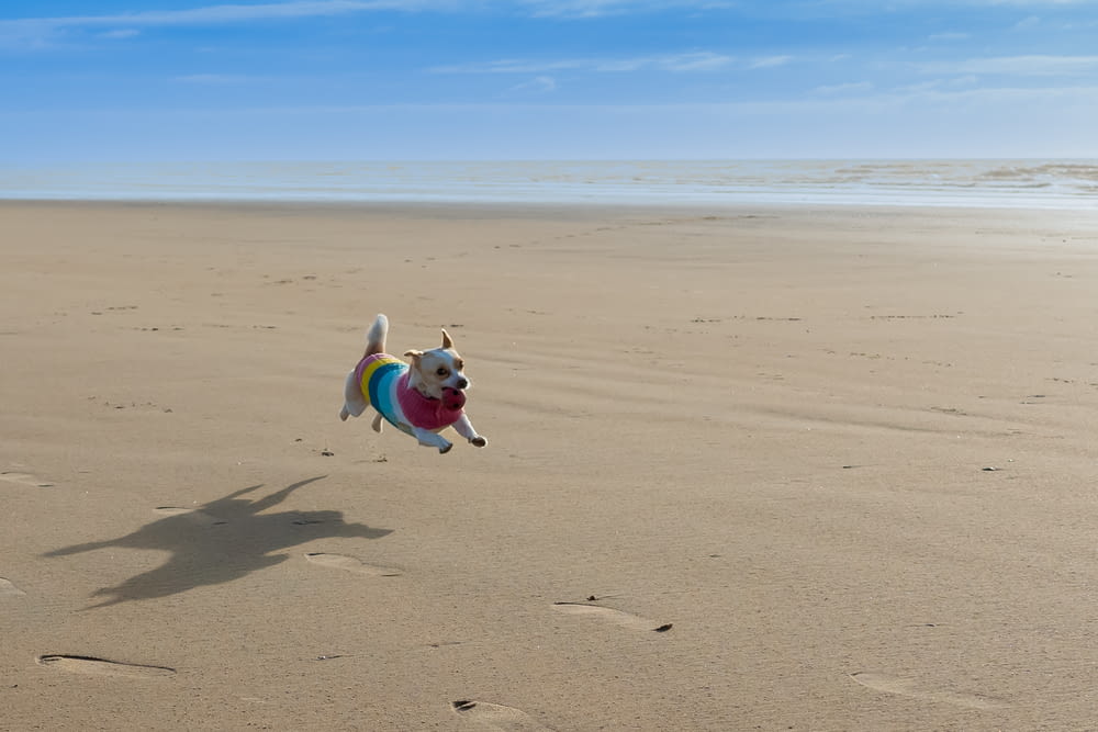 a dog running on a beach