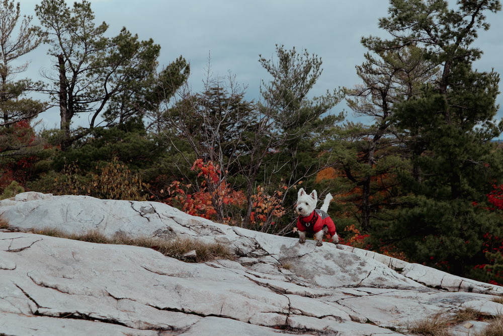 um cão vestindo um suéter vermelho e de pé em uma rocha com árvores e arbustos