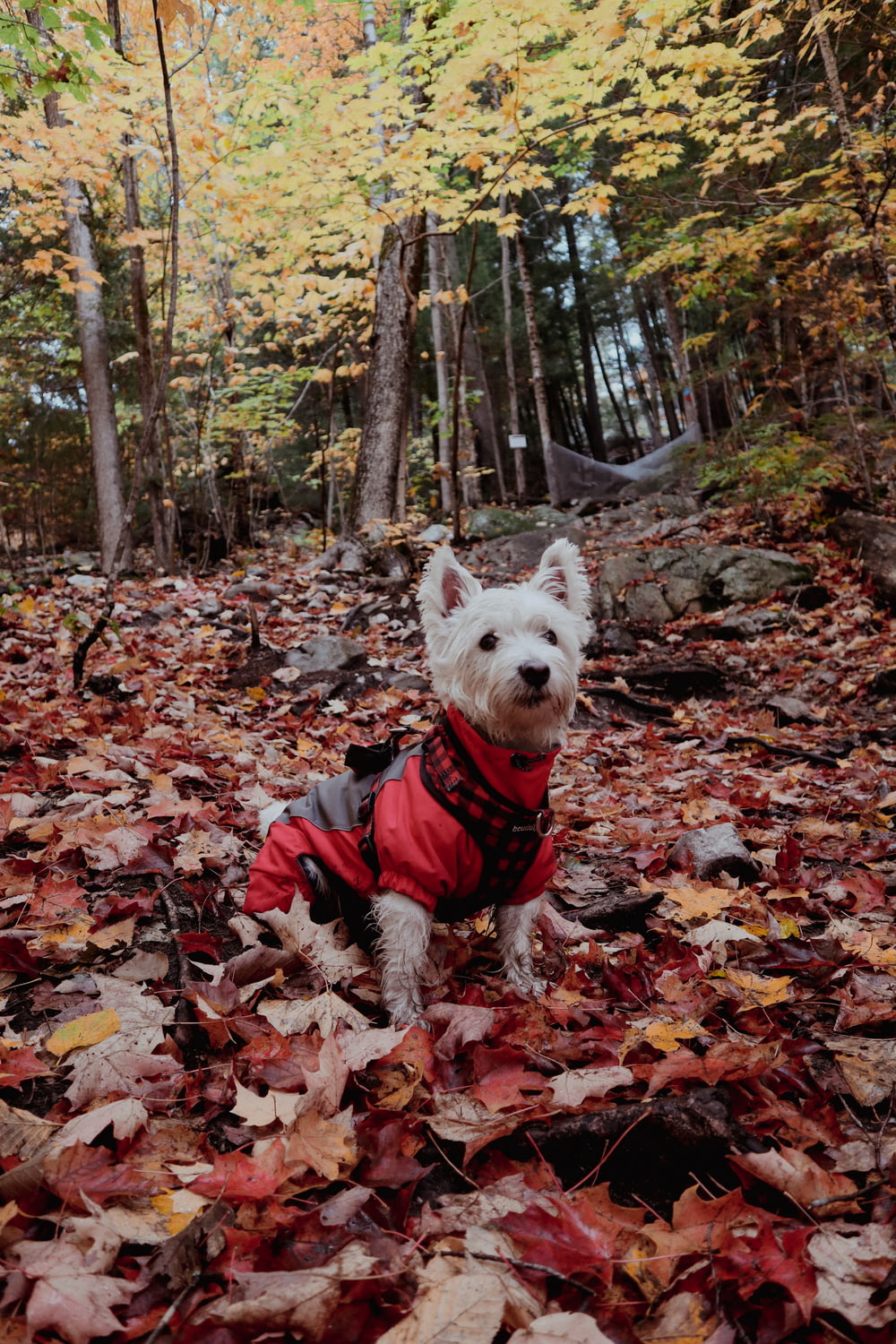 Un perro con un chaleco rojo y parado en un montón de hojas