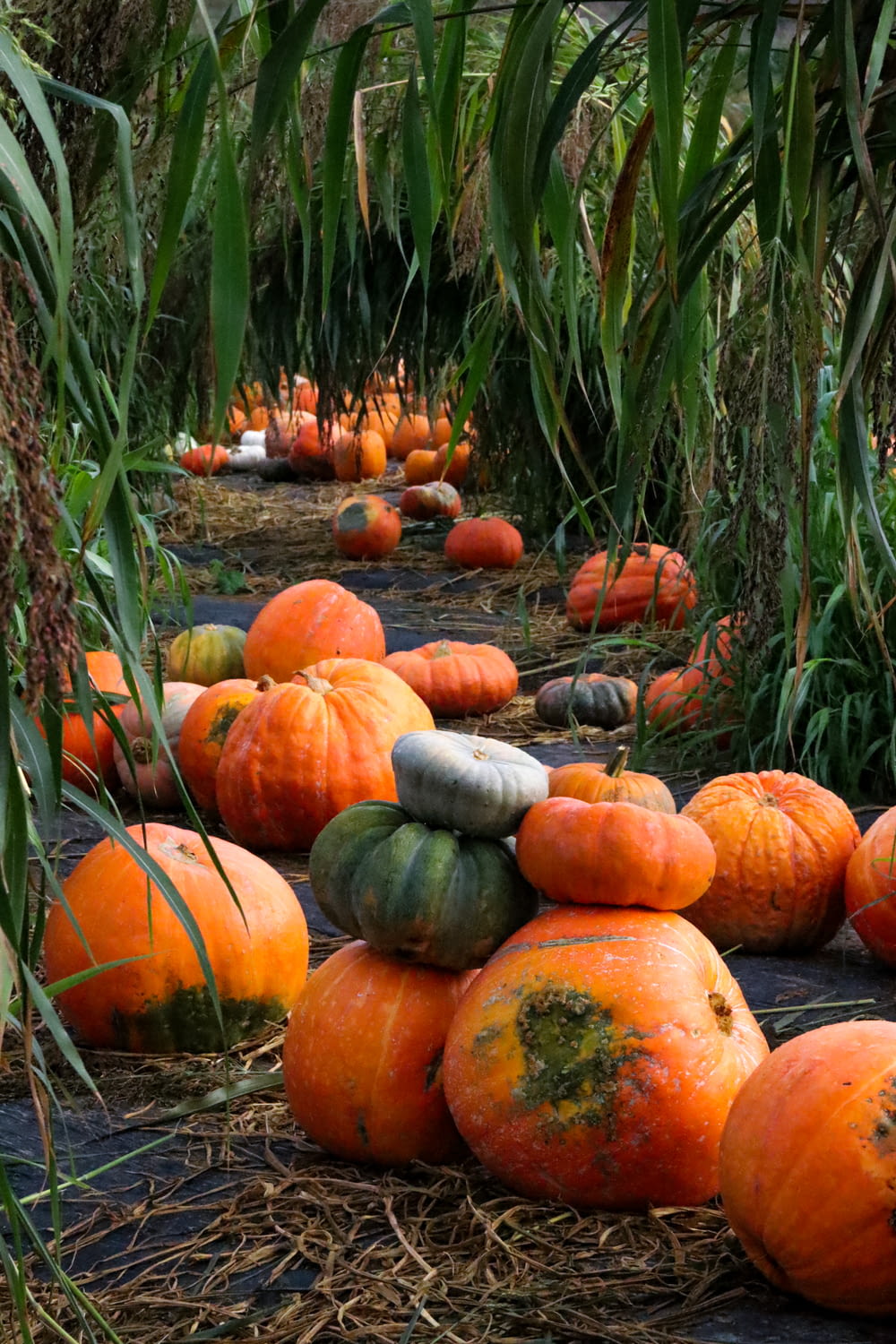 a group of pumpkins in a patch of grass