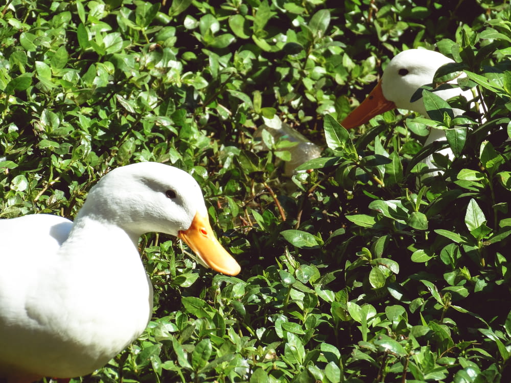 a couple of white ducks in a bush