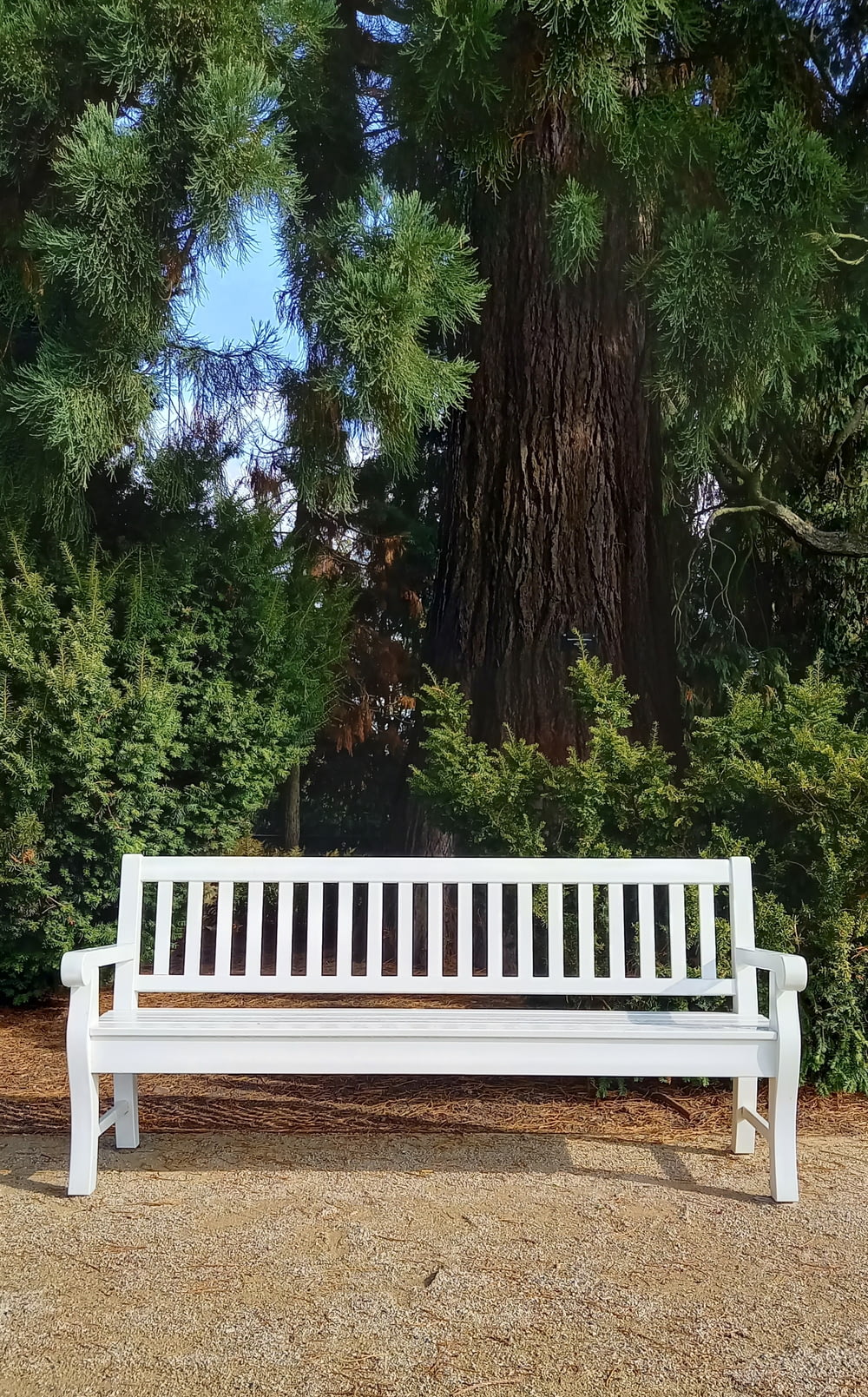 木の前のベンチ