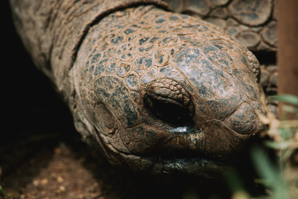 um close up de uma tartaruga