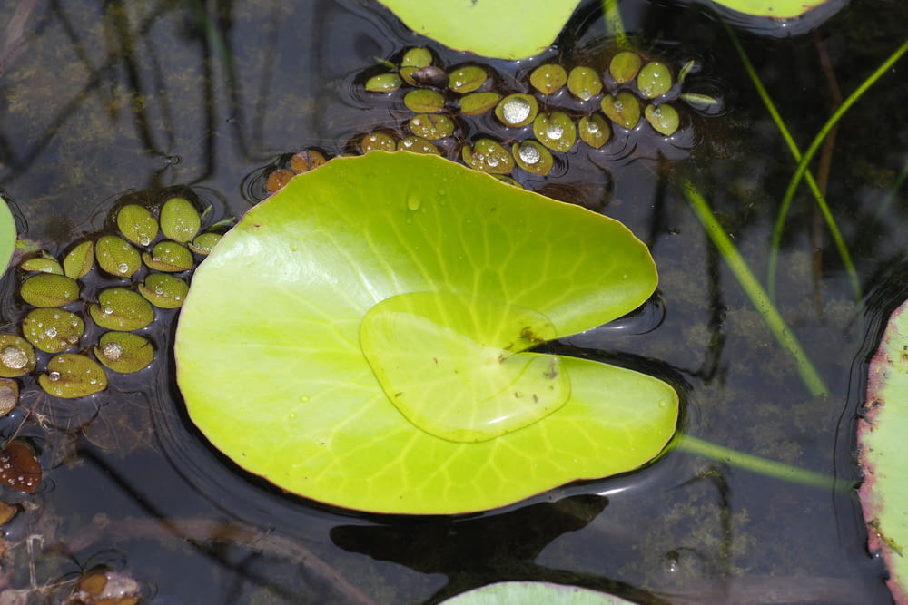 a green lily pad in water