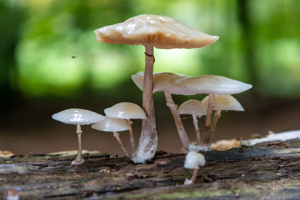 a group of mushrooms