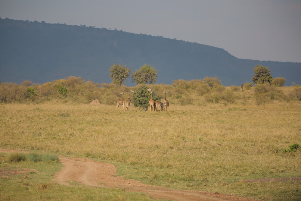 a group of animals walking in a field