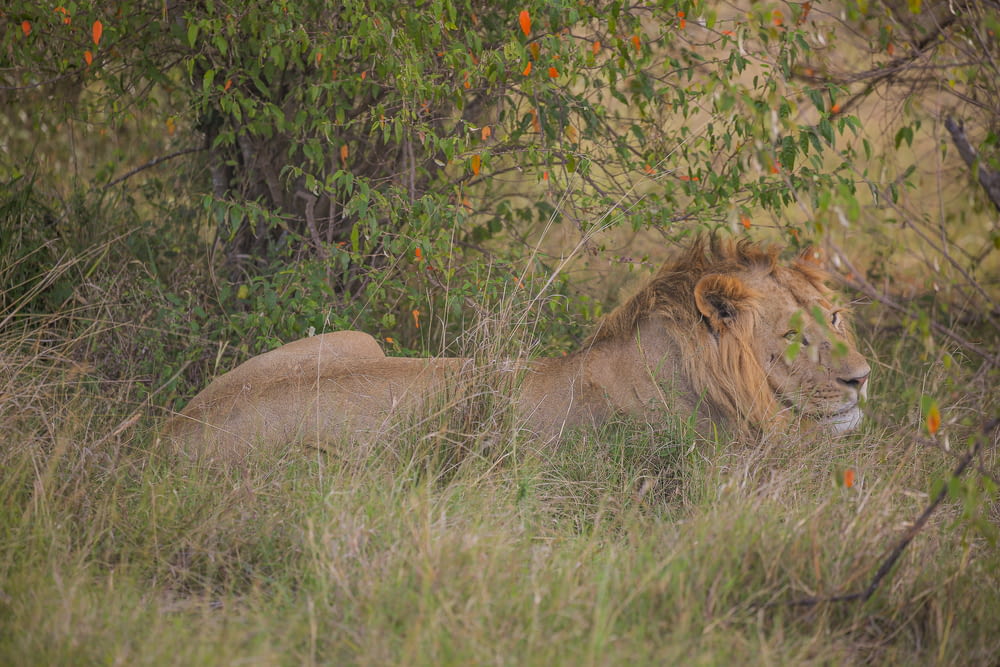a couple of lions lying in the grass