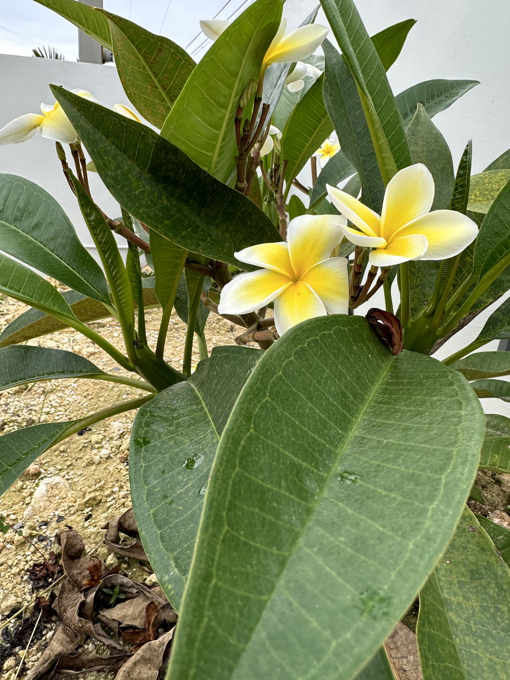 uma planta com flores