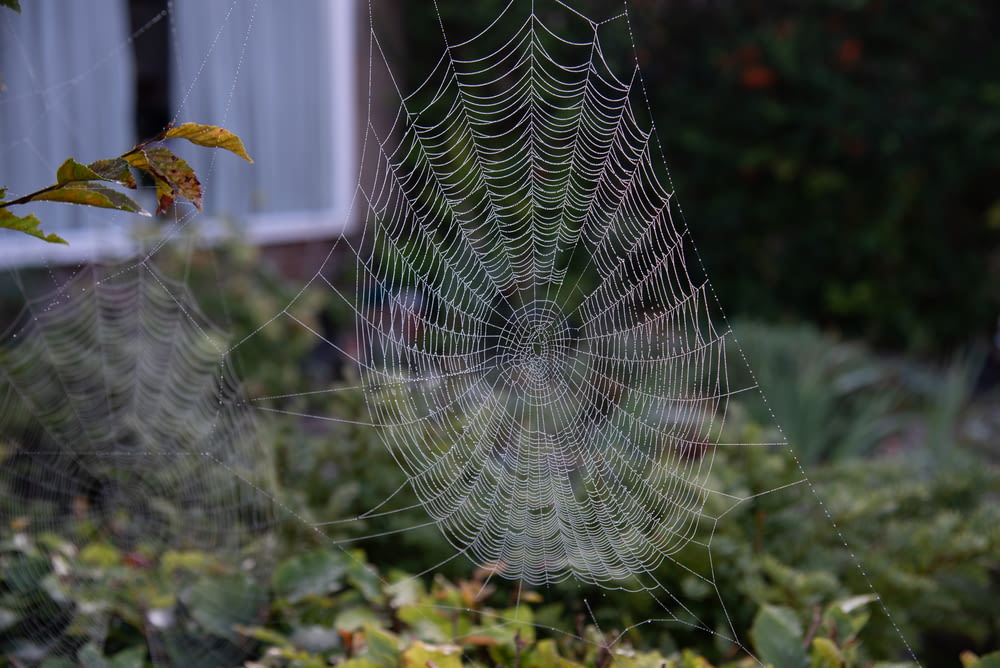 a spider web with a spider in it