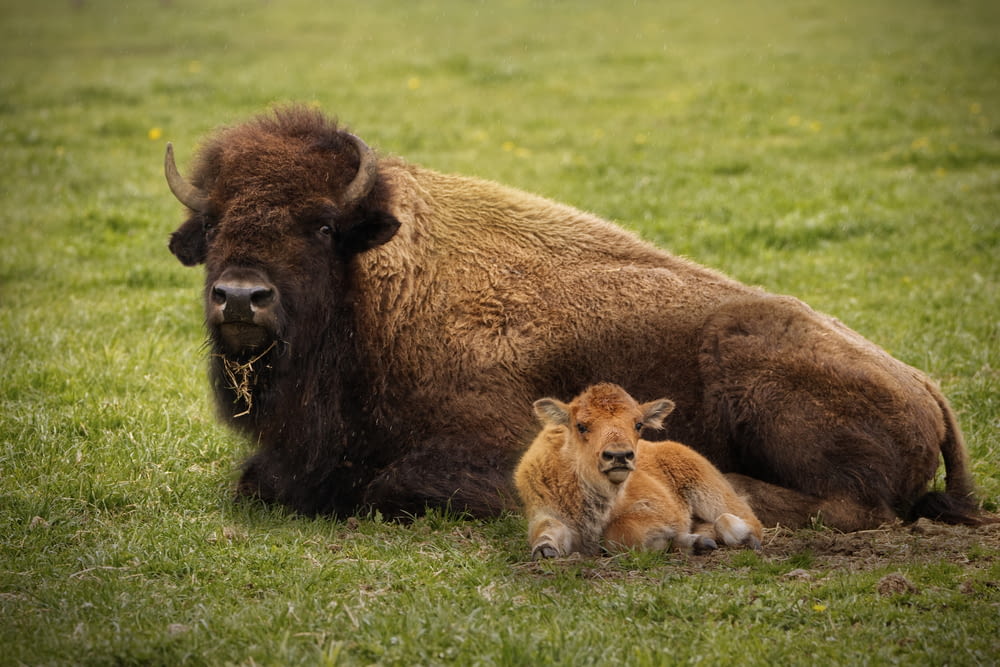 a baby bison and a baby bison