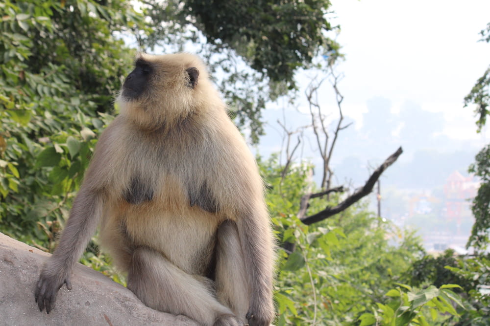 a monkey sitting on a rock