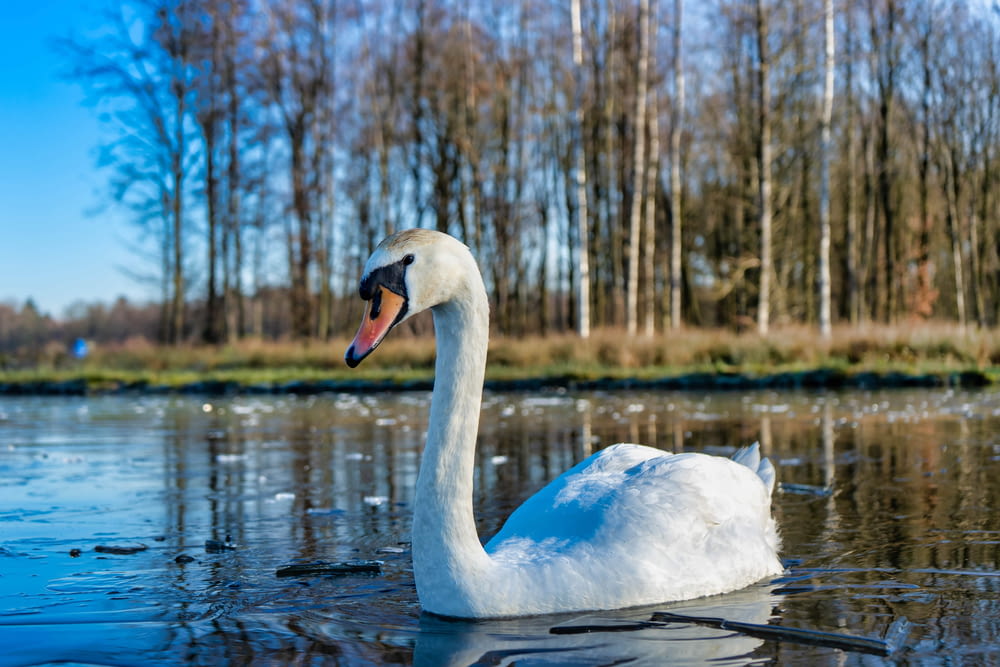a white swan in a lake