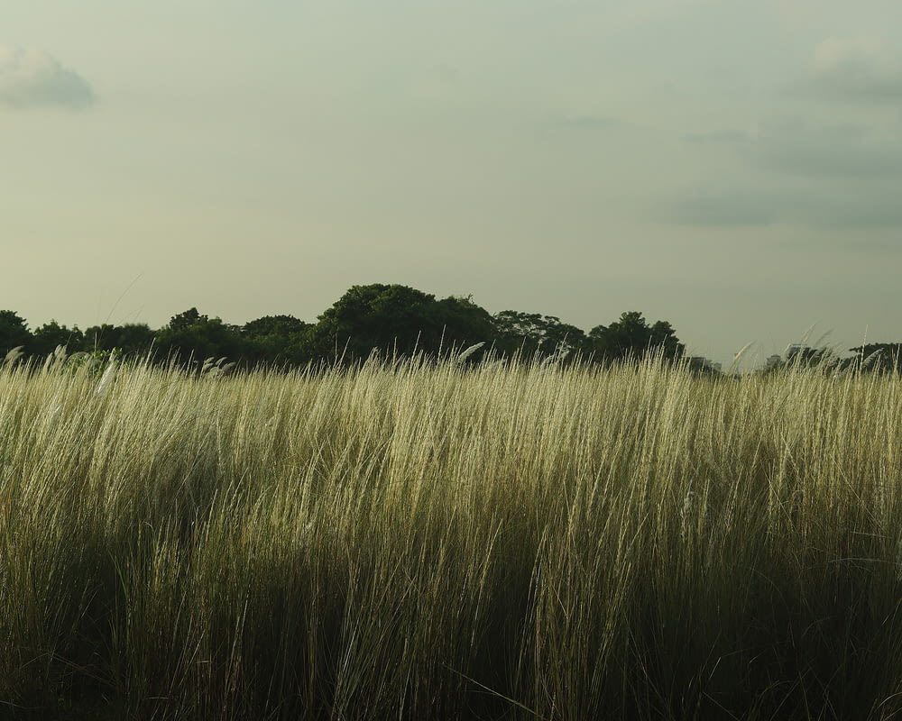 a field of tall grass with trees in the background