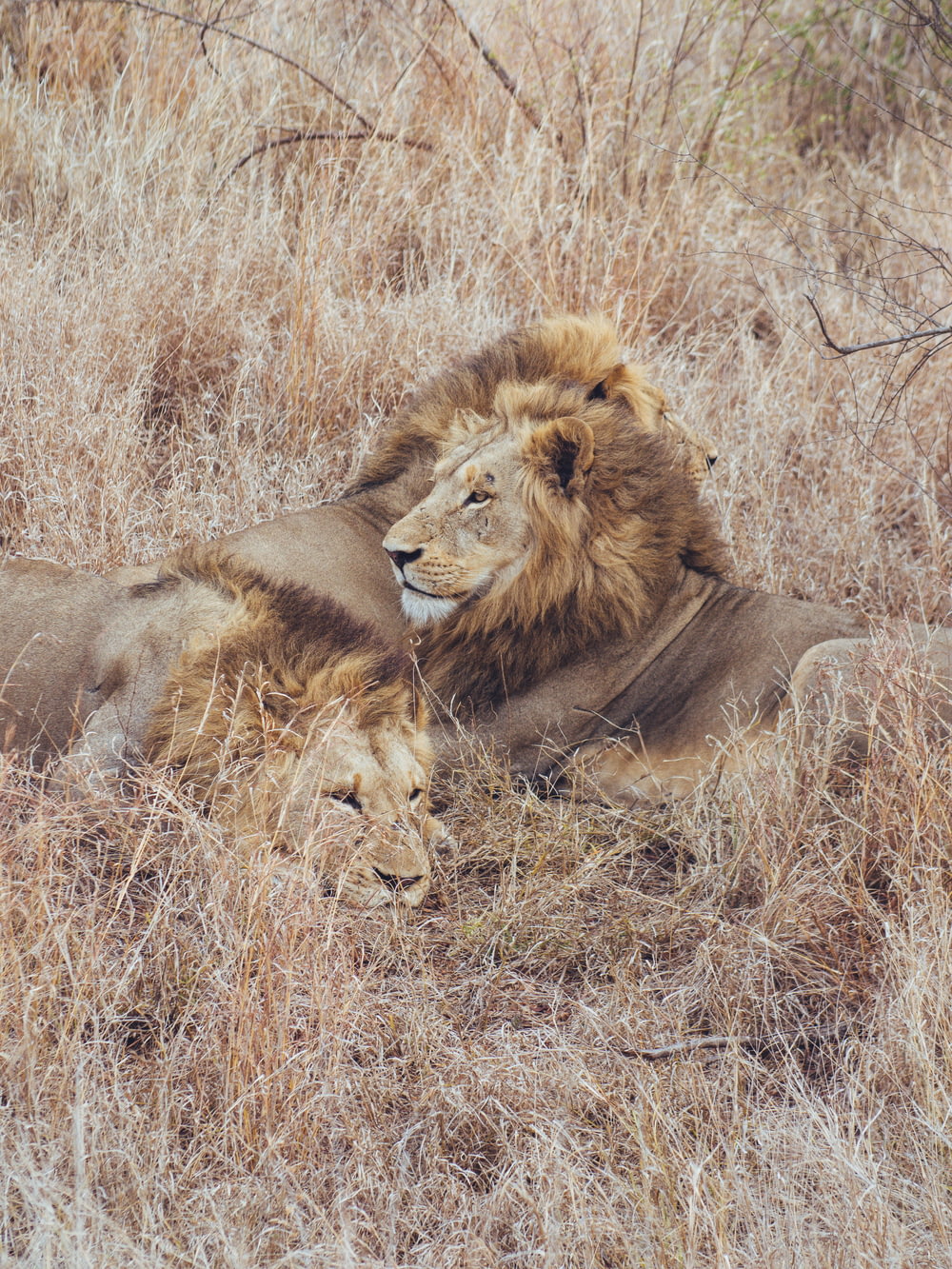 a couple of lions lying in tall grass