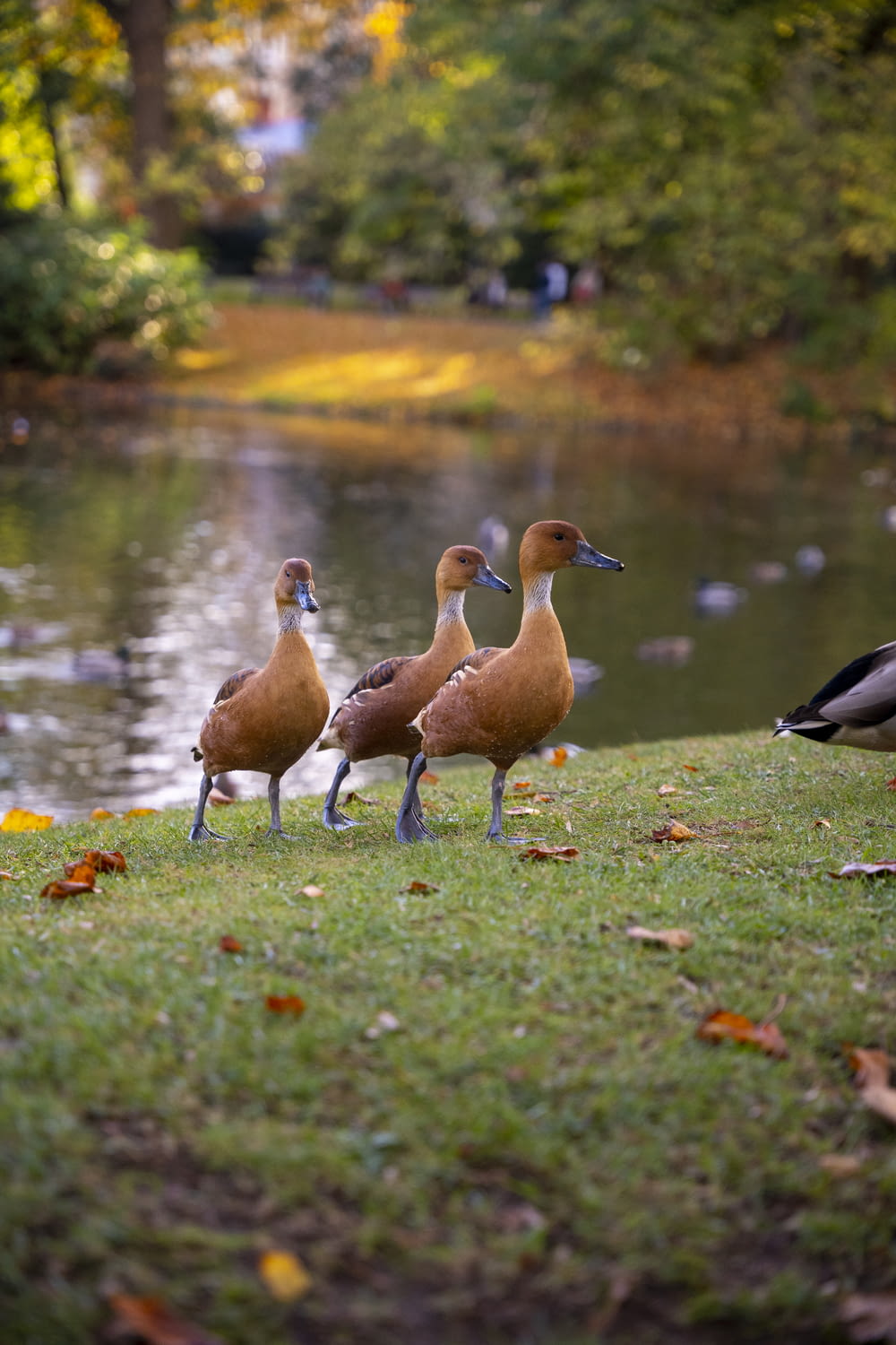 a group of ducks walking on grass by a pond