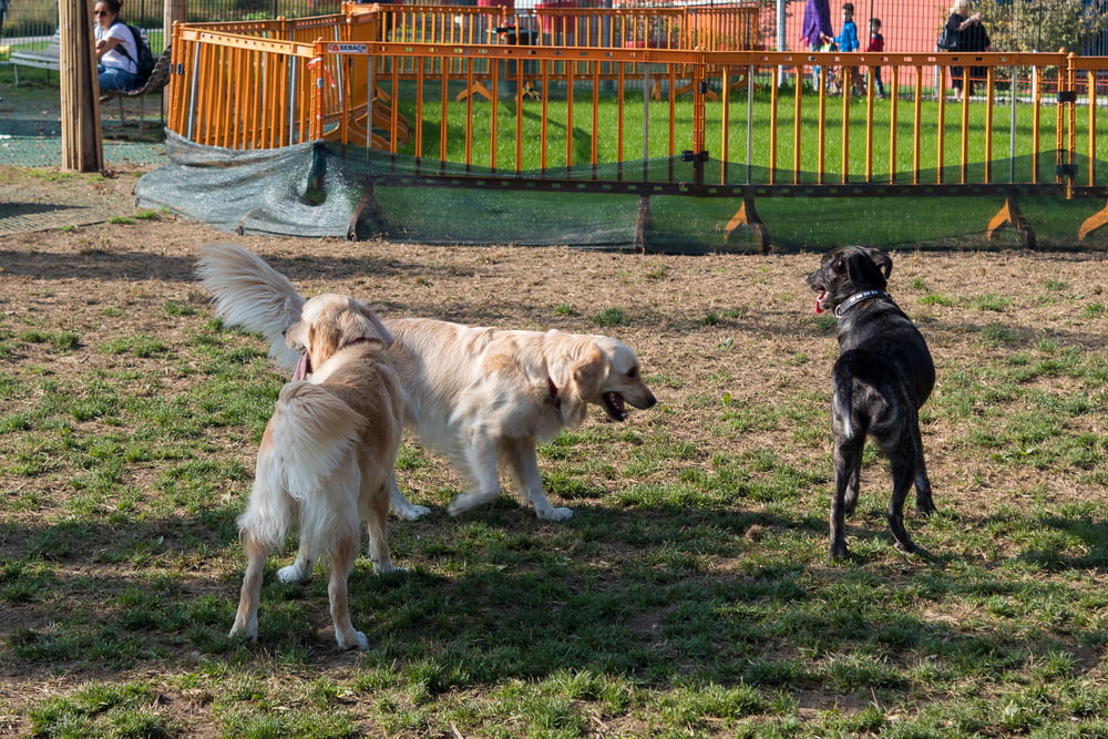 Eine Gruppe von Hunden in einem Park