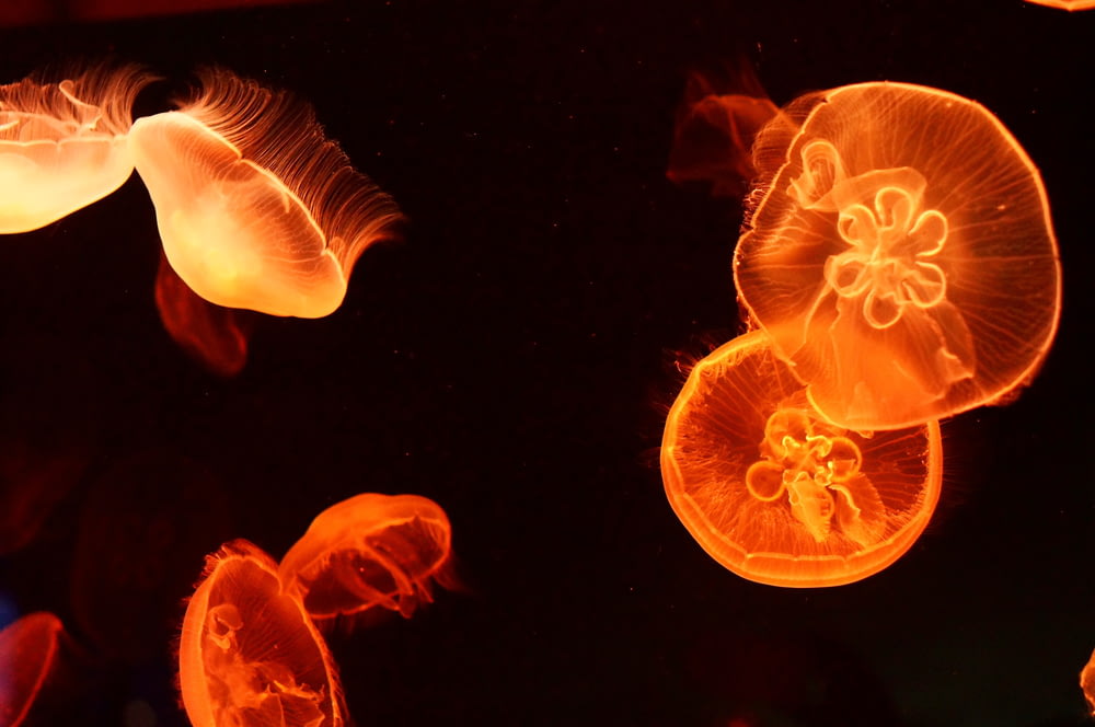 a group of orange jellyfish