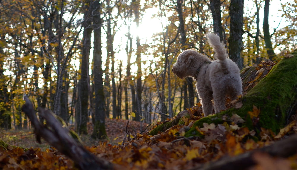 a dog standing on a log in a forest