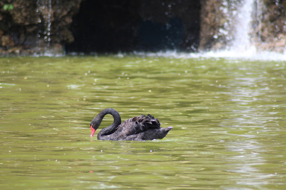 a black swan swimming in a pond