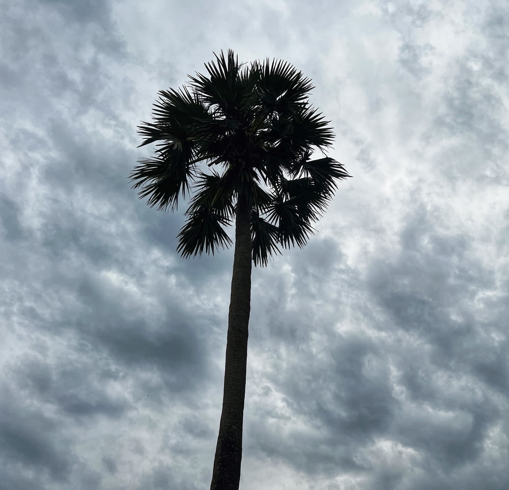 a palm tree against a cloudy sky
