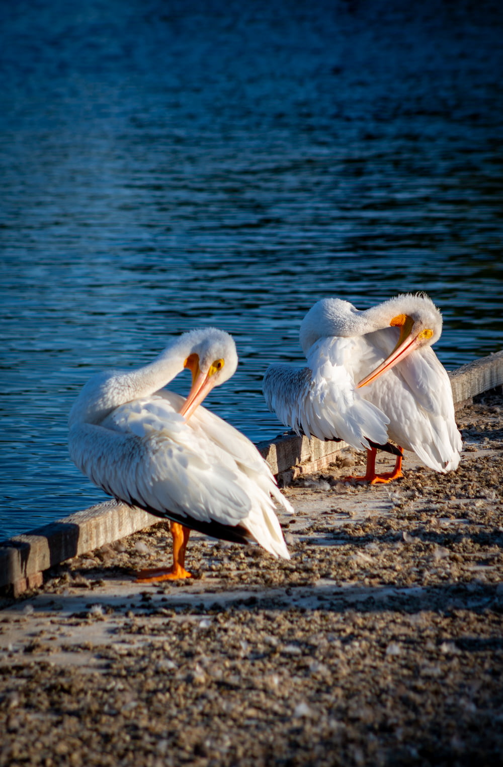 a group of birds sit on a dock