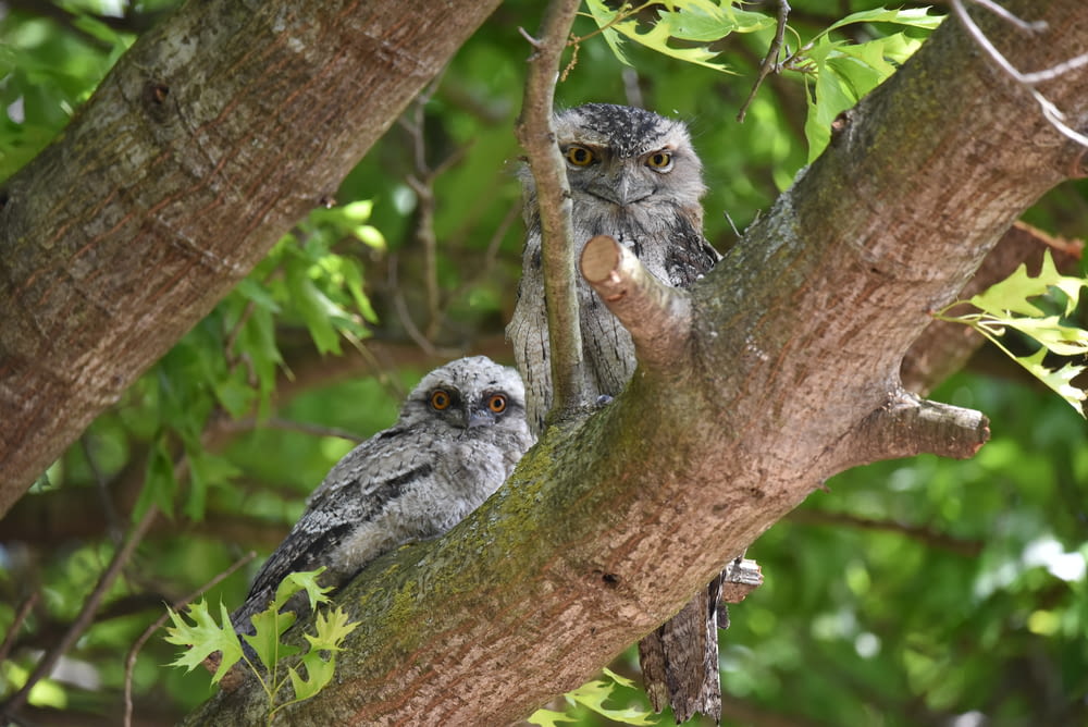 a group of owls in a tree